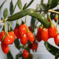 2017New Organic Goji Berries